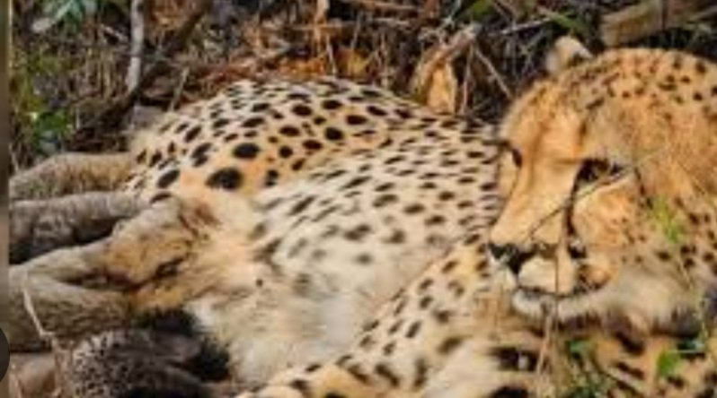 ବିଜୁ ପଟ୍ଟନାୟକ ବିମାନ ବନ୍ଦରରେ ଧର୍ମେନ୍ଦ୍ରଙ୍କୁ ବିପୁଳ ସ୍ୱାଗତ ସମ୍ବର୍ଦ୍ଧନା