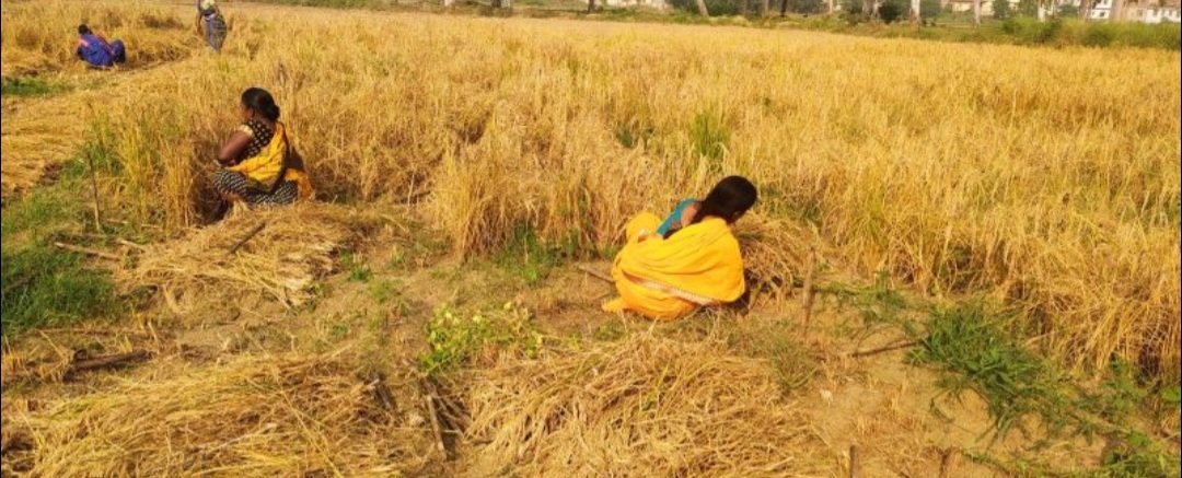 ପୁଣି ସମ୍ଭାବ୍ୟ ବାତ୍ୟା: ଚାଷୀଙ୍କ ମୁଣ୍ଡରେ ଚଡ଼କ 