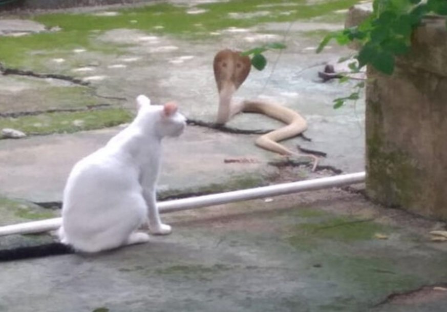 ନାଗକୁ ଛକିଲା ବିଲେଇ, ମାଲିକ ଘରକୁ ଛାଡ଼ିଲାନି ବାଟ