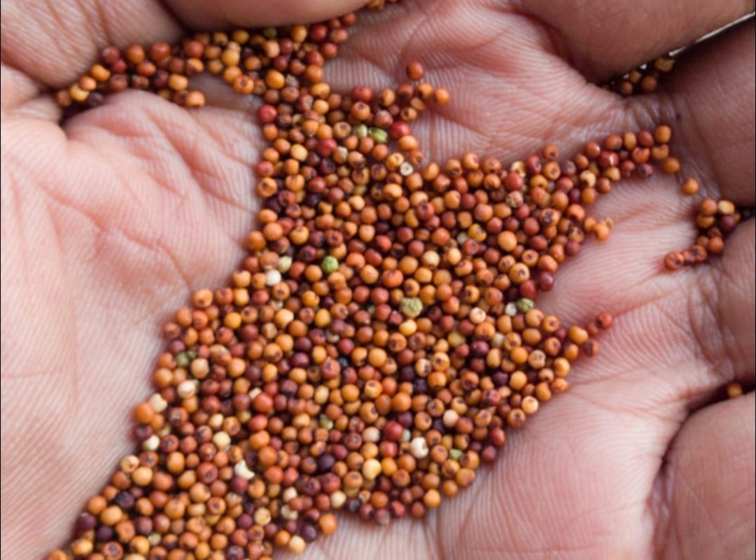 ରାଜ୍ୟ ବାହାରେ ବି ବଢୁଛି ମାଣ୍ଡିଆ ଆଦର, ୧ କୁଇଣ୍ଟାଲରୁ ଅଧିକ ମାଣ୍ଡିଆ ରପ୍ତାନି