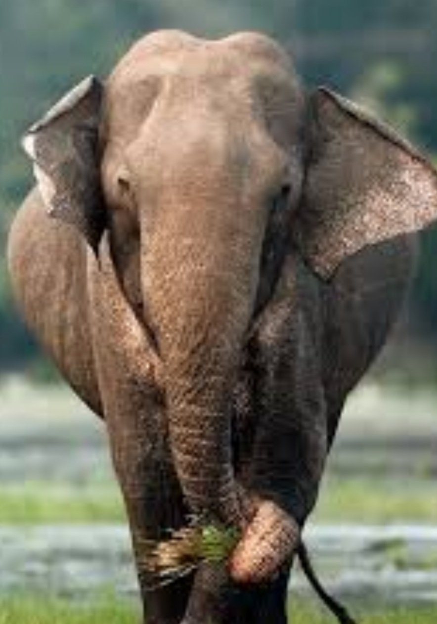 ହାତୀ ଆକ୍ରମଣରେ ଯୁବକ ମୃତ 