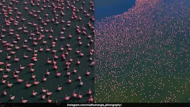 ସାମ୍ଭର ସଲ୍ଟ ଲେକ ଏବେ 'ଗୋଲାପୀ ସାଗର'