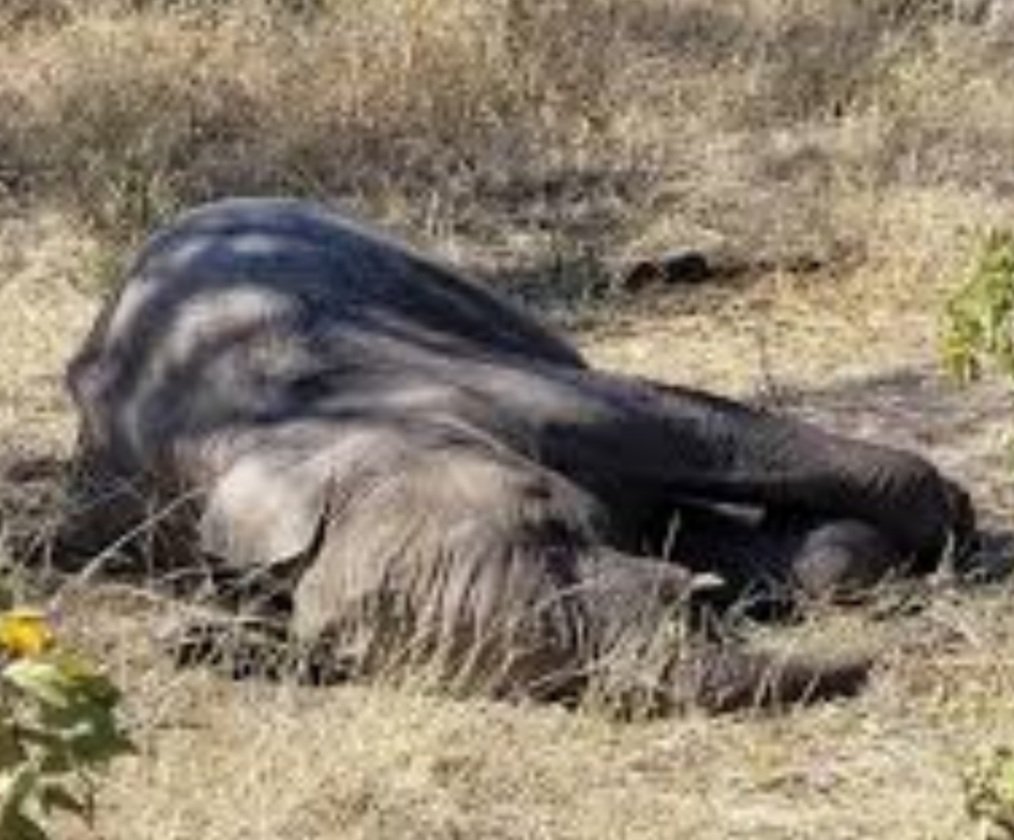 ଶିକାରୀ ବନ୍ଧୁକ ଗୁଳିରେ ଚାଲିଗଲା ଦନ୍ତାହାତୀ ଜୀବନ 