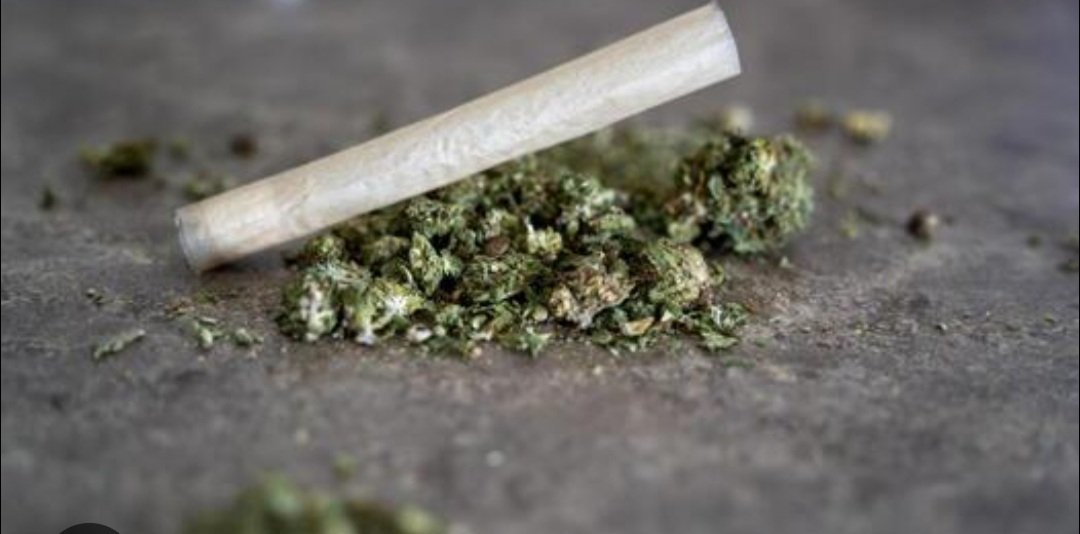 ୪ କୋଟି ଟଙ୍କାର ହାଇଡ୍ରୋପୋନିକ୍ ଗଞ୍ଜେଇ ଜବତ 