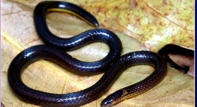 ମିଜୋରାମରେ ନୂତନ ପ୍ରଜାତି ରିଡ୍ ସାପ ଆବିଷ୍କୃତ