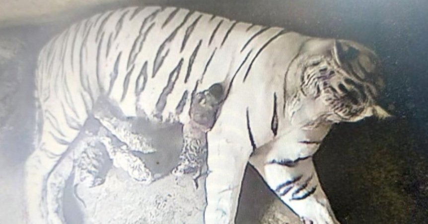 ଚତୁର୍ଥଥର ପାଇଁ ମା’ ହେବାକୁ ଯାଉଛି ଧଳା ବାଘୁଣୀ ‘ରୂପା’