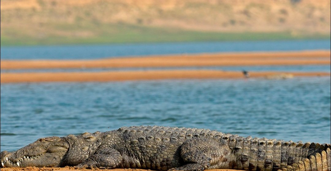 ସାତକୋଶିଆ ଗଣ୍ଡରେ କୁମ୍ଭୀର ଗଣନା ଆରମ୍ଭ ଆଜିଠୁ 