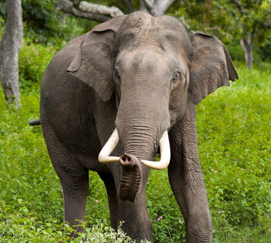 ହାତୀ ଆକ୍ରମଣରେ ଗଲା ୭ ଜୀବନ 