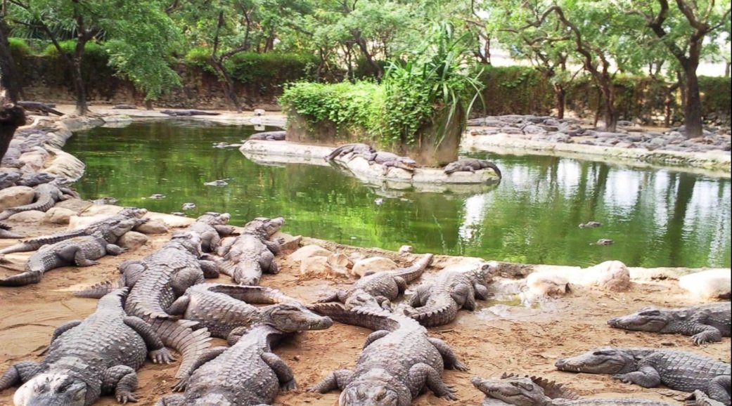 ୧୦ ପର୍ଯ୍ୟନ୍ତ ଚାଲିବ କୁମ୍ଭୀର ଗଣନା କାର୍ଯ୍ୟ 