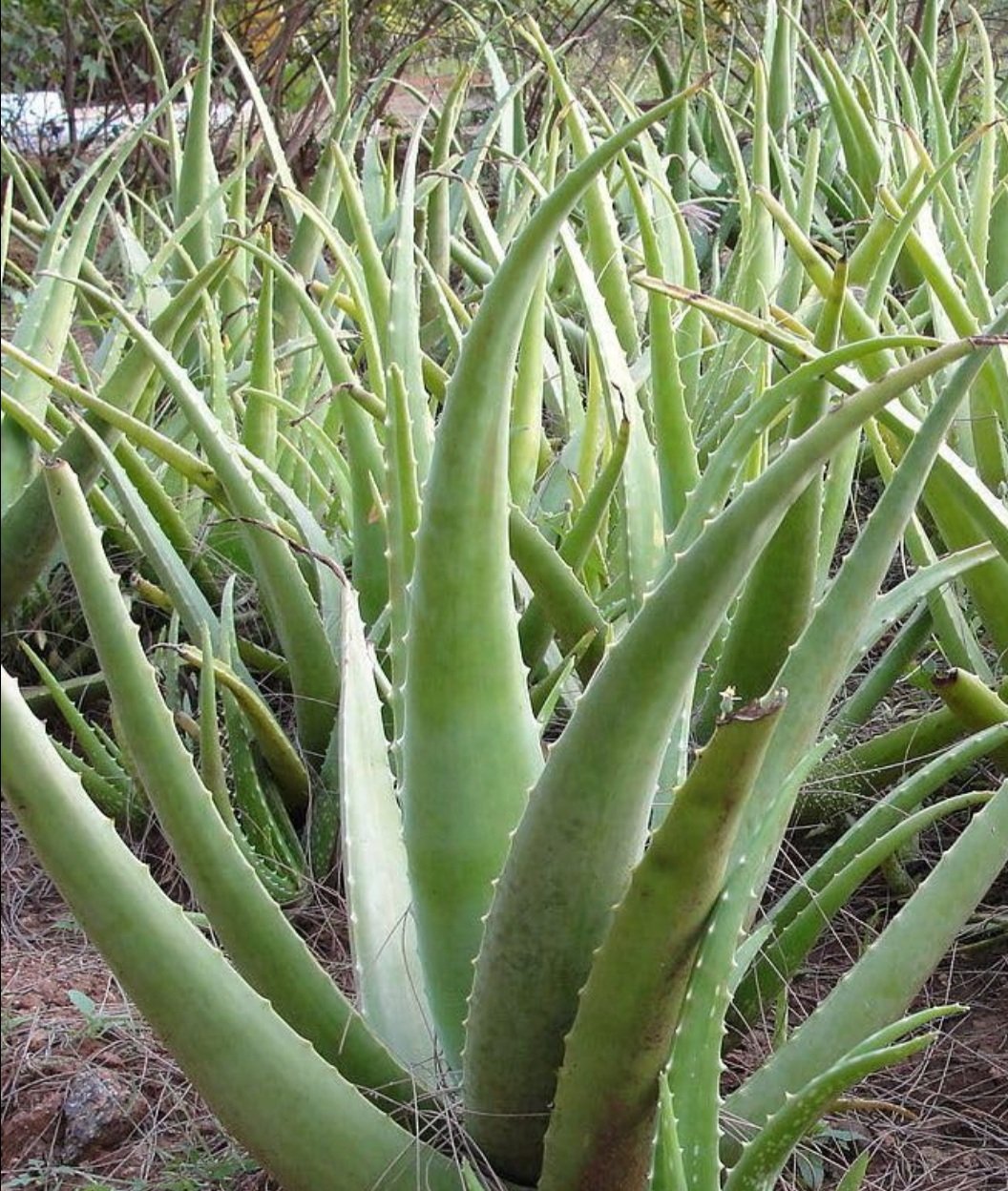 ଘରୋଇ ମଏଶ୍ଚରାଇଜର ଲଗାଇ ତ୍ଵଚାକୁ ରଖନ୍ତୁ ସୁସ୍ଥ 