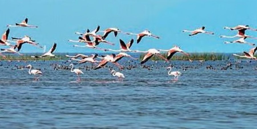 ସାରା ରାଜ୍ୟରେ ଆଜିଠୁ ପକ୍ଷୀ ଗଣନା ଆରମ୍ଭ