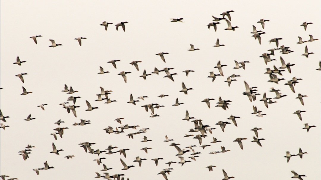 ପାଟଣା ବନାଞ୍ଚଳର ଖିରେଇଟାଙ୍ଗିରି ଚଡ଼େଇ କୁଦରରେ ପକ୍ଷୀ ଗଣନା