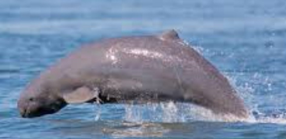 ଆଜି ଚିଲିକାରେ ସକାଳ ୬ରୁ ଡଲ୍‌ଫିନ୍ ଗଣନା ଆରମ୍ଭ