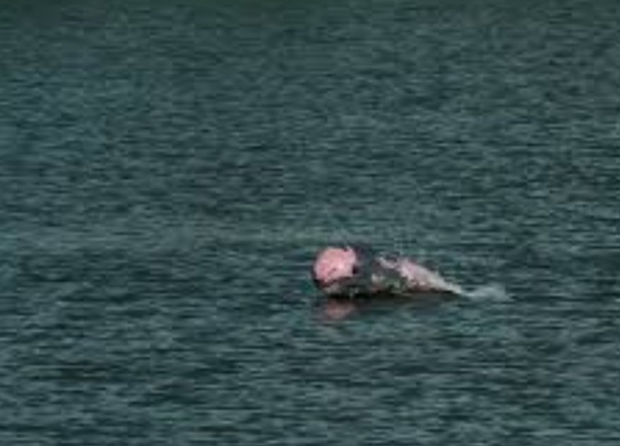 ପୋଖରୀରେ ଭାସୁଛି ନବଜାତ କନ୍ୟାର ମୃତଦେହ