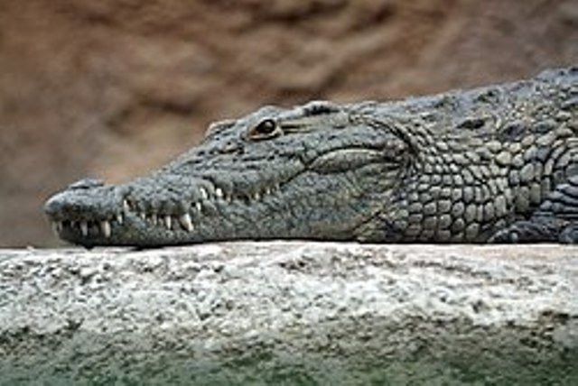 ୮ ଦିନରେ ମରିଗଲେ ୫ ବଉଳା କୁମ୍ଭୀର