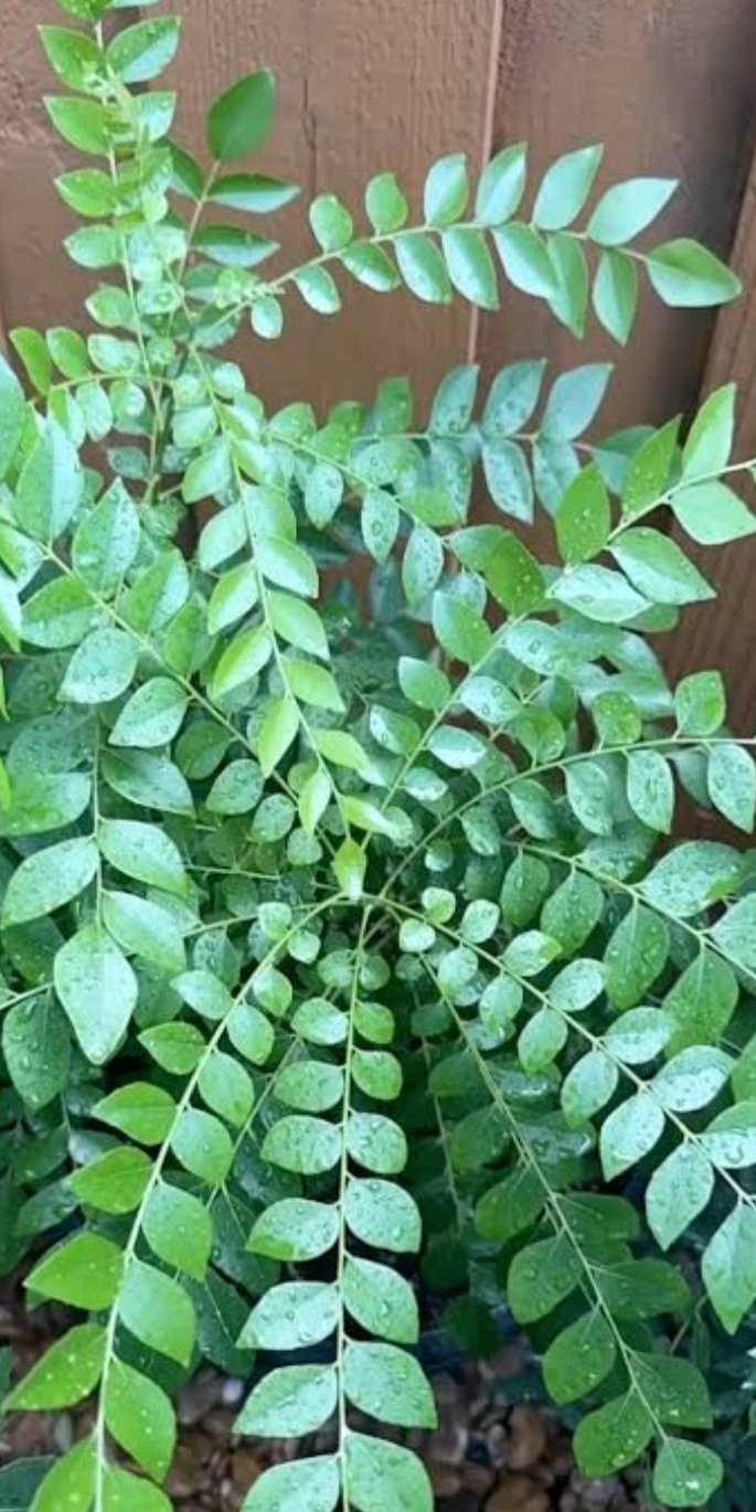 ଭୃଷଙ୍ଗ ପତ୍ରରେ ଅଛି  ଆଶ୍ଚର୍ଯ୍ୟଜନକ ଫାଇଦା, ଜାଣନ୍ତୁ କିପରି କରିବେ ବ୍ୟବହାର