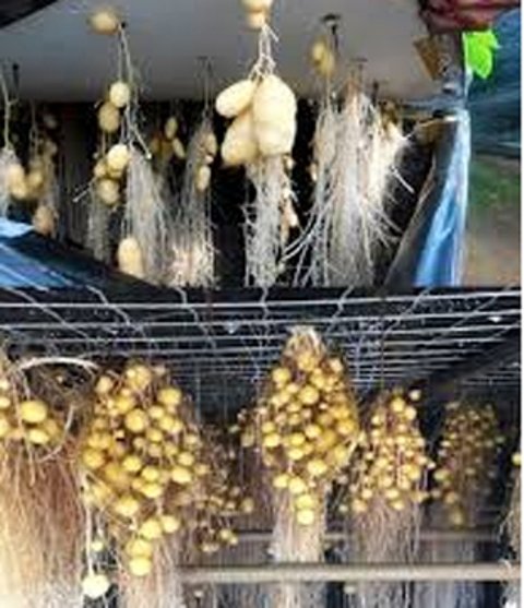 ବିନା ମାଟିରେ ଗଜା ହେଲା ୧୦୦୦ ଆଳୁ