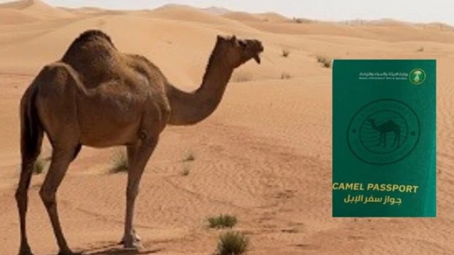 ଓଟ ପାଇଁ ହେବ “କ୍ୟାମେଲ ପାସପୋର୍ଟ”