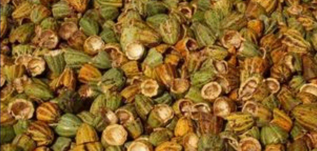 ବହୁଳ ପରିମାଣରେ ଅଫିମ ଚାଷ ଉପରେ ପୁଲିସ୍‌ ଚଢାଉ, ୧୧ ଅଟକ