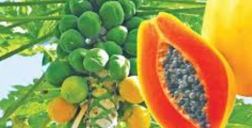 ଦୃଷ୍ଟିଶକ୍ତି ପ୍ରଖର କରେ ଅମୃତଭଣ୍ଡା