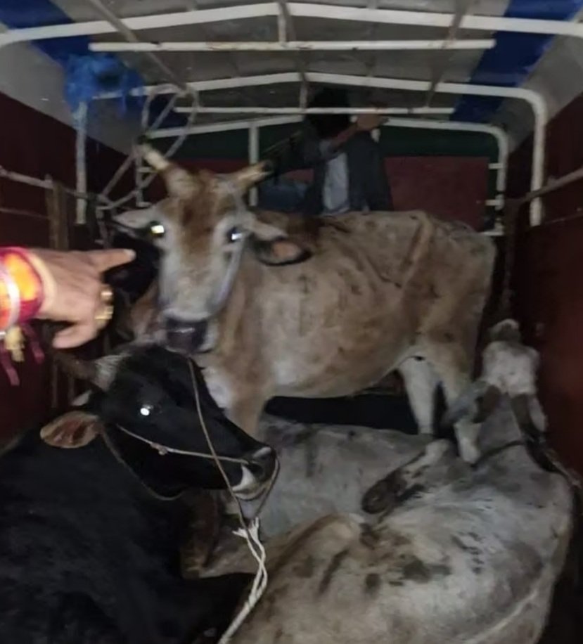 ଗୋରୁ ଵୋଝେଇ କଣ୍ଟେନରରୁ ୧୯ଟି ମୃତ ଗୋରୁ ଉଦ୍ଧାର 