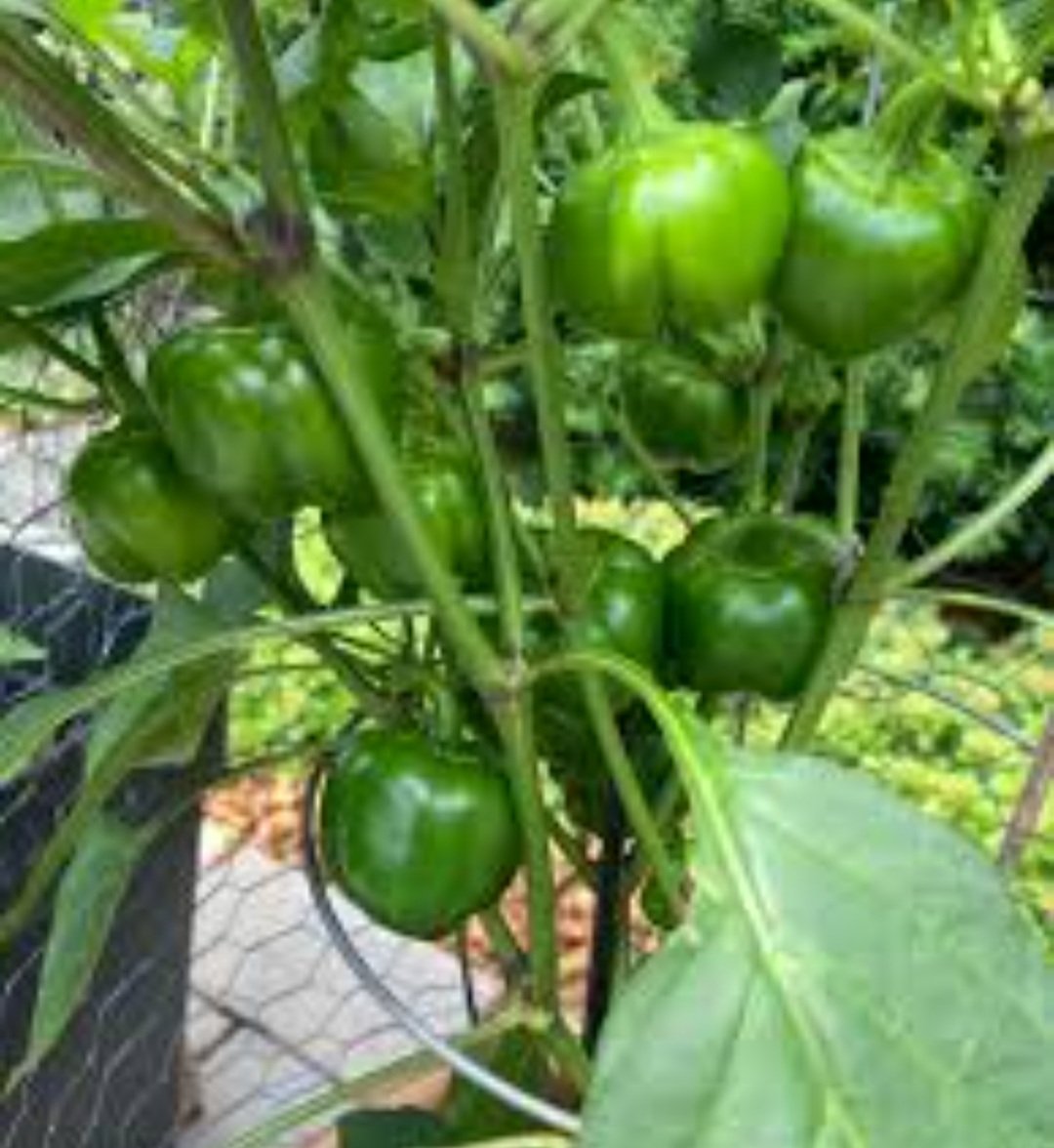 ସବୁଜ କ୍ୟାପସିକମ ଏହି ରୋଗ ପାଇଁ ଭାରି ଉପକାରୀ 