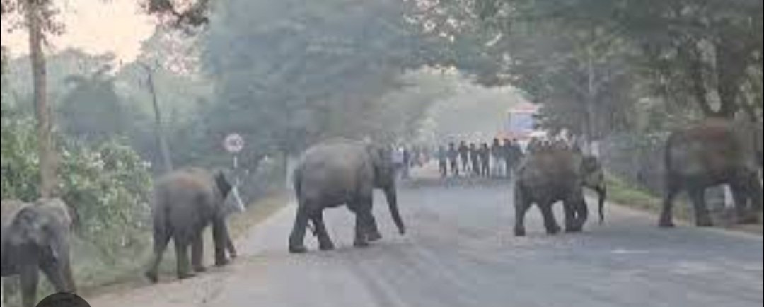 ସୁରକ୍ଷିତ ଭାବେ ରାସ୍ତା ପାର୍ ହେଲେ ହାତୀପଲ