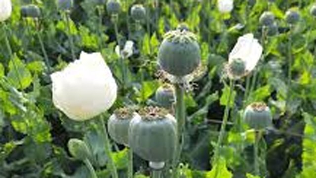 ଚାଷ ଉଜାଡ଼ିଲା ଅବକାରୀ : ଅଫିମକୁ ଚାଇନା ଶାଗ କହି ଦେଇଥିଲେ ମଞ୍ଜି