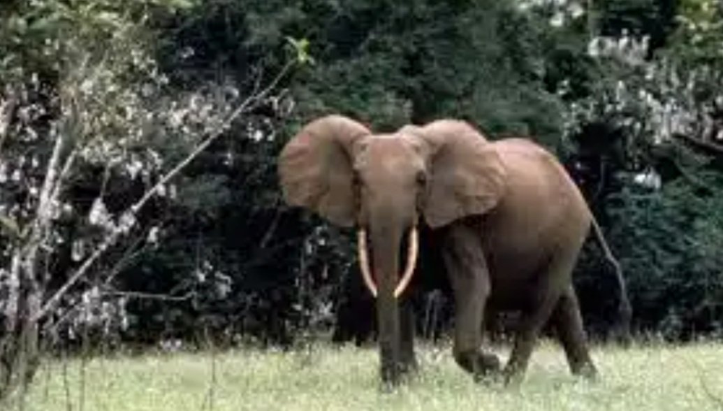 ହାତୀ ଆକ୍ରମଣର ଶିକାର ହେଲେ ଦମ୍ପତି, ଚିକିତ୍ସାଳୟରେ ଭର୍ତ୍ତି