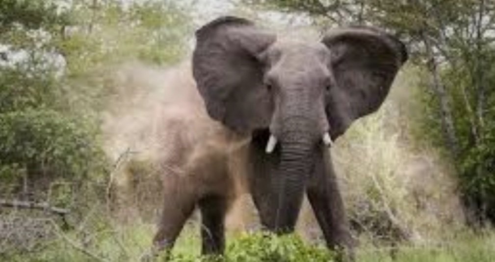 କୂଅରେ ପଡ଼ି ଚାଲିଗଲା ହାତୀ ଛୁଆର ଜୀବନ