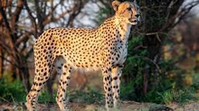 କୁନୋ ନ୍ୟାସନାଲ ପାର୍କରେ ବଢ଼ିଲେ ଚିତା ସଂଖ୍ୟା