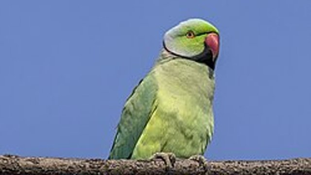 ୧୦୯ ଶୁଆ ଶାବକ ଉଦ୍ଧାର