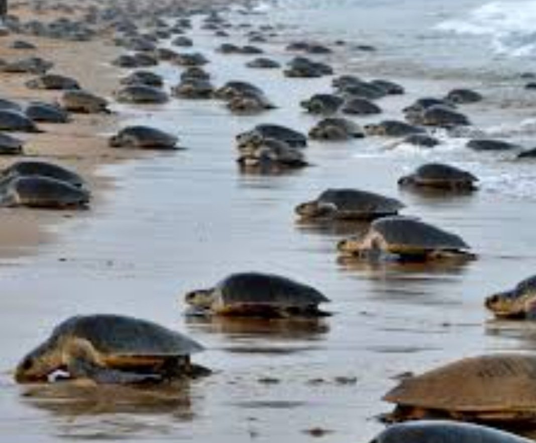 ଆରମ୍ଭ ହେଲା ବିରଳ ଅଲିଭ ରିଡ୍‌ଲେଙ୍କ ଗଣ ଅଣ୍ଡାଦାନ ପ୍ରକ୍ରିୟା