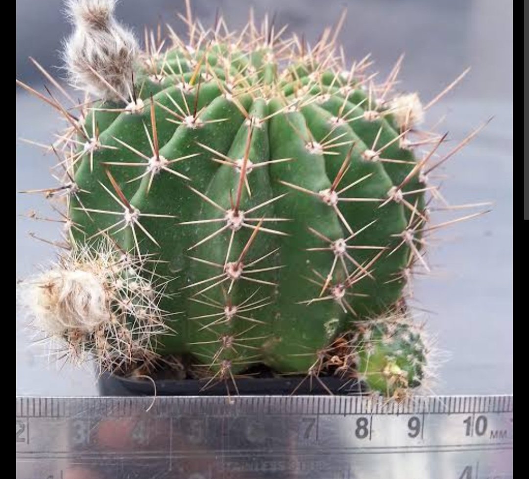 ଘରର ଛାତକୁ ସବୁବେଳେ ରଖନ୍ତୁ ସଫାସୁତୁରା