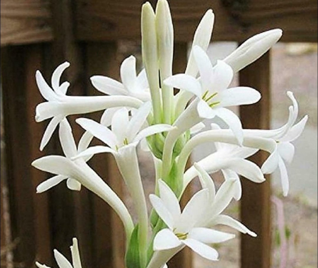 ଅନେକ ଔଷଧିୟ ଗୁଣରେ ଭରପୁର ରଜନୀଗନ୍ଧା ଫୁଲ