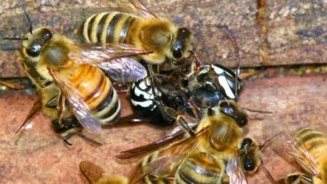 ମହୁମାଛି ଆକ୍ରମଣରେ ୧ ଶହରୁ ଉର୍ଦ୍ଧ୍ବ ଲୋକ ଆହତ