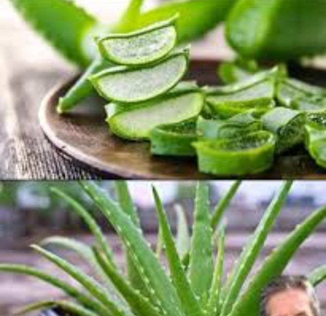  ଏହି ସ୍ଥାନରେ ଲଗାଇଲେ ଆଲୋଭେରା ଗଛ, ଘରକୁ ମାଡ଼ିଆସିବ ବିପଦ