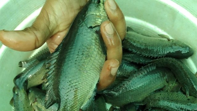 ଯୁବକ ତଣ୍ଟିରେ ଫସିଗଲା କଉ ମାଛ