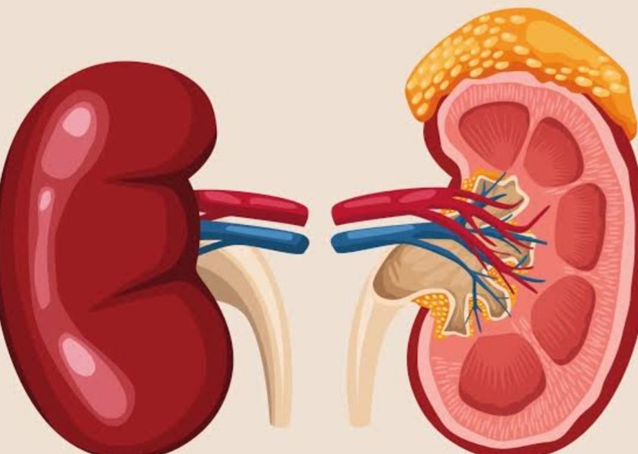କିଡ୍‌ନୀକୁ ସୁସ୍ଥ ରଖିବାର ଉପାୟ ଜାଣନ୍ତୁ....