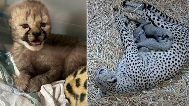 ପ୍ରଥମ ଥର ଏନ୍‌କ୍ଲୋଜର ବାହାରେ ୪ଟି ଚିତା ଶାବକ ଜନ୍ମ