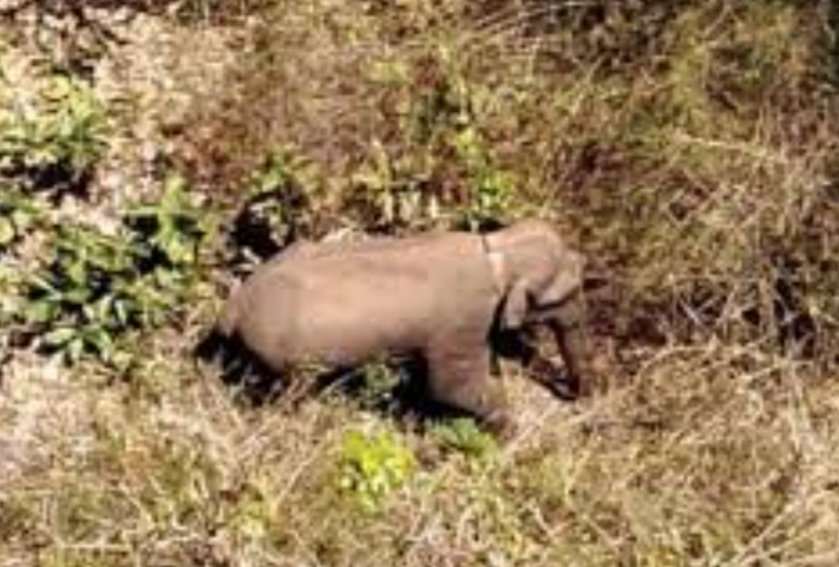 ଦୁଇ ଦନ୍ତା ଫେରିଲେ ଭରତପୁର ଜଙ୍ଗଲ