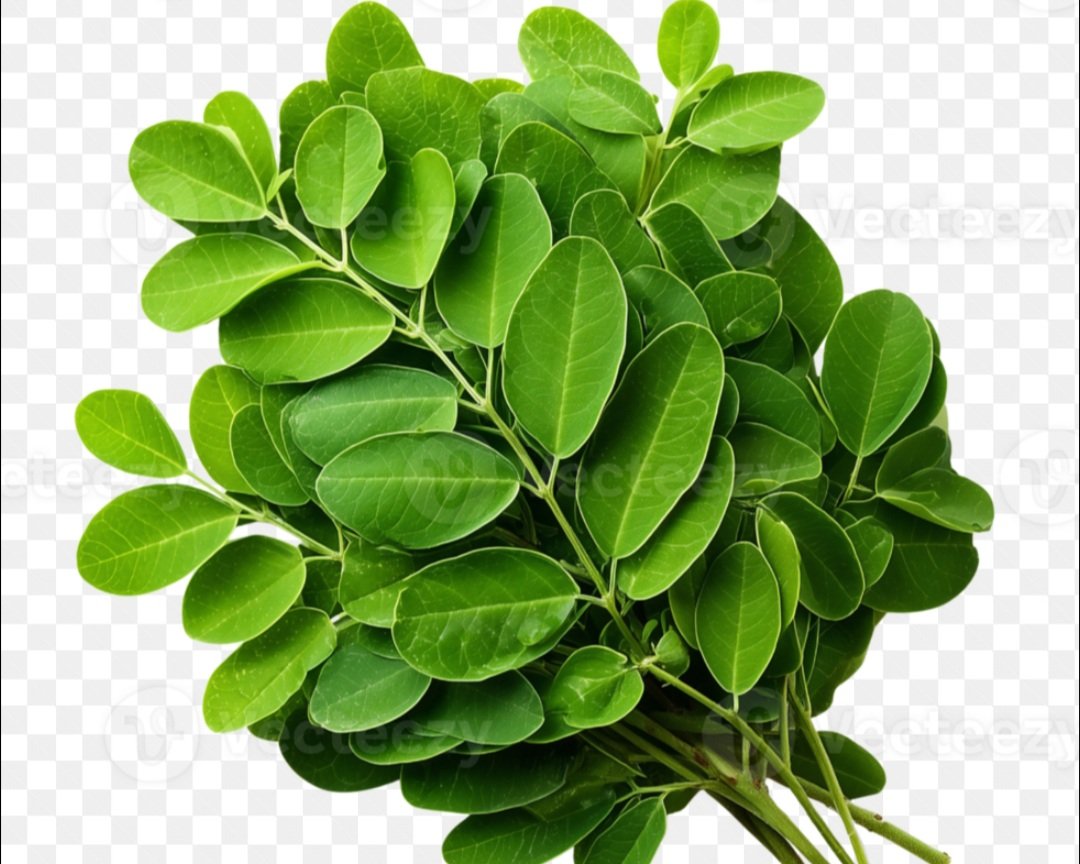 ଶଜନା ଶାଗରେ ଭରି ରହିଛି ବହୁ ଔଷଧୀୟ ଗୁଣ 