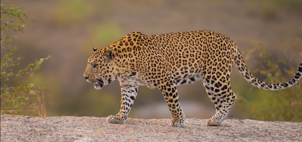  ବାଘ ମୁହଁରୁ ଝିଅକୁ ବଞ୍ଚାଇବା ପାଇଁ ଜୀବନକୁ ବାଜି ଲଗାଇଲେ ବାପା 