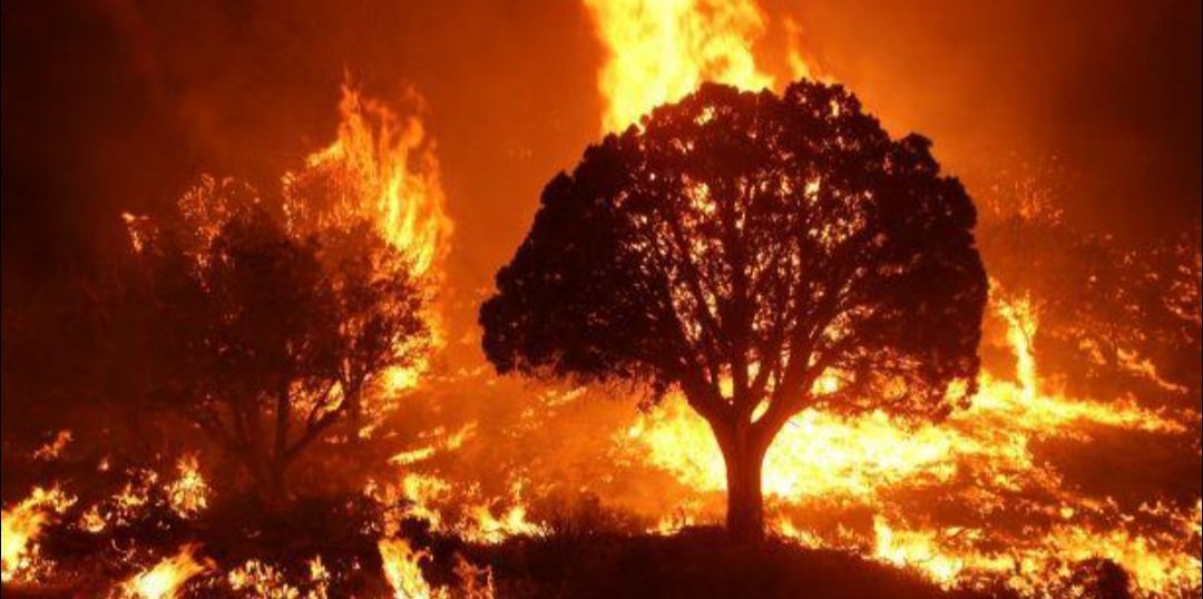 ଆୟତ୍ତକୁ ଆସୁନାହିଁ ନିଆଁ, ୫ଦିନ ହେଲା ଜଳୁଛି ଜଙ୍ଗଲ