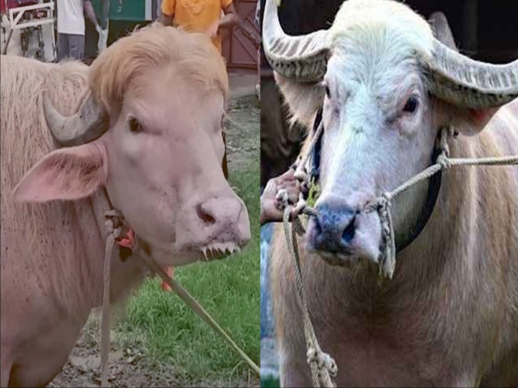  ଟ୍ରମ୍ପ ଓ ନେତାନ୍ୟାହୁଙ୍କ ନାମରେ ମଇଁଷି, ସେଲଫି ନେବାକୁ ଲୋକଙ୍କ ଭିଡ 