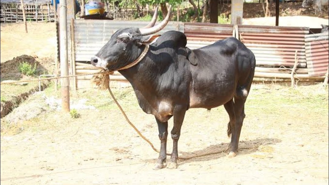 ଷଣ୍ଢକୁ ବିନା ଲାଇସେନ୍ସରେ ପ୍ରଜନନ କାର୍ଯ୍ୟରେ ବ୍ୟବହାର କଲେ ୨୦ହଜାର ଟଙ୍କା ଜରିମାନା