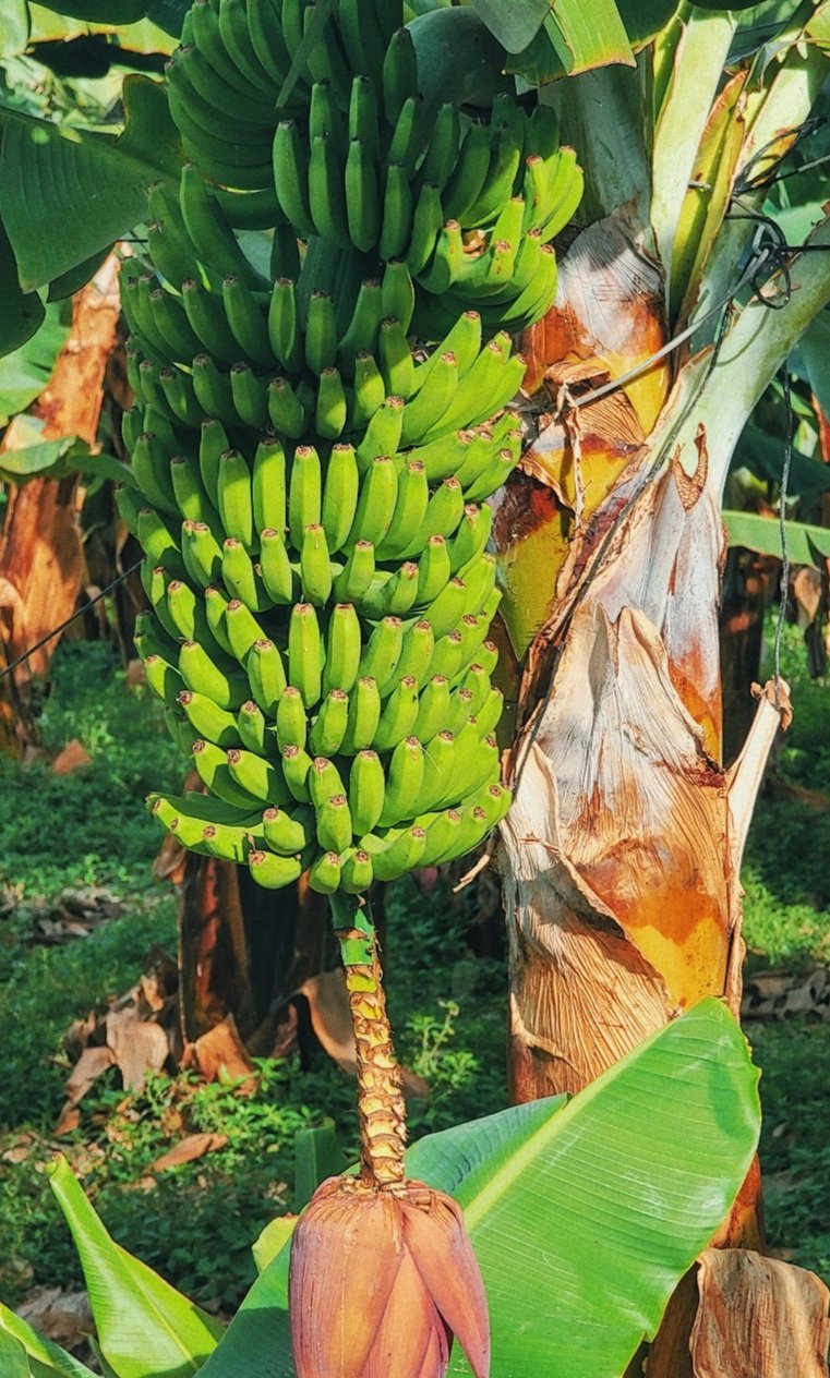 ମଧୁମେହ ରୋଗୀ କଞ୍ଚା କଳଦୀ ଖାଇବା ଲାଭଦାୟକ 