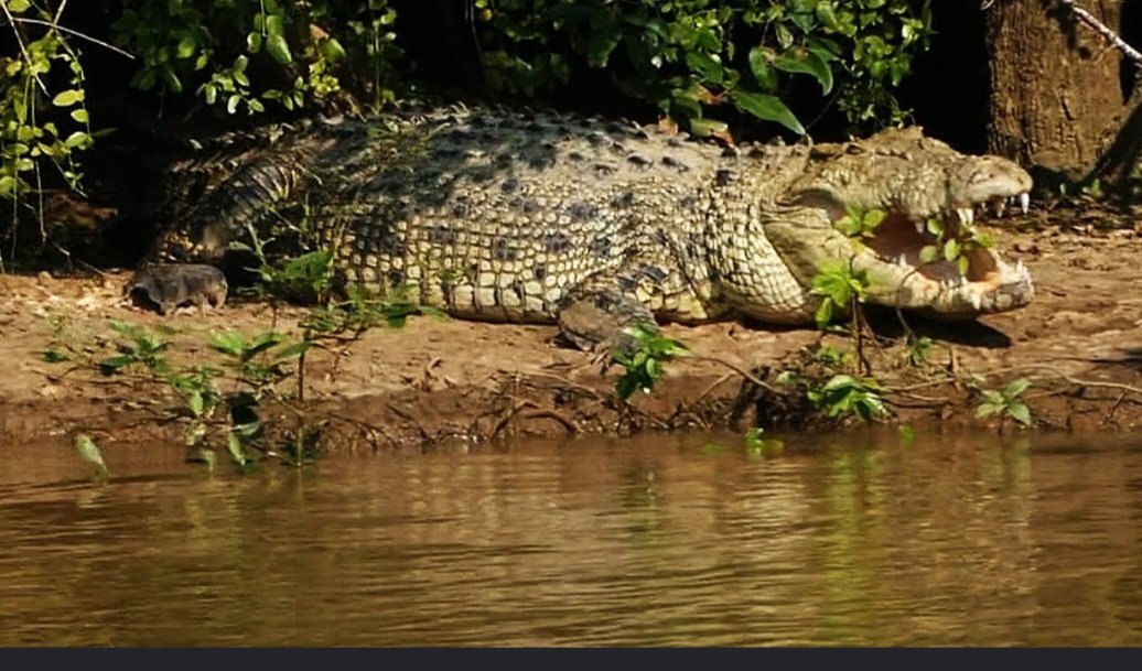 ମହିଳାଙ୍କୁ ଟାଣିନେଲା କୁମ୍ଭୀର