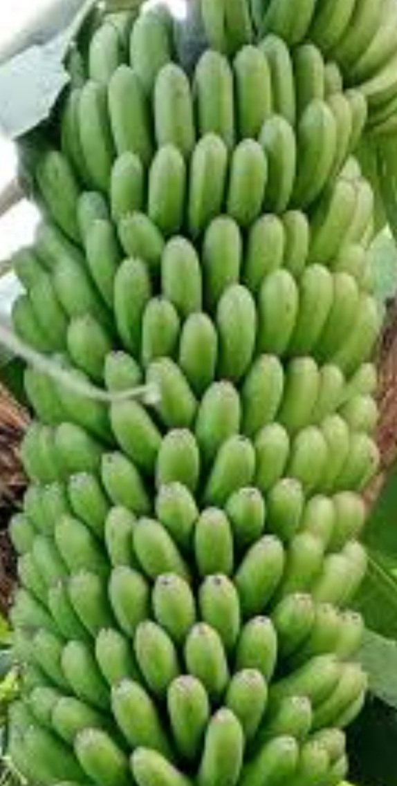 କଞ୍ଚାକଦଳୀ ଖାଇବା ଶରୀର ପାଇଁ ଲାଭଦାୟକ, ଭରି ରହିଛି ଏହିସବୁ ଗୁଣ 