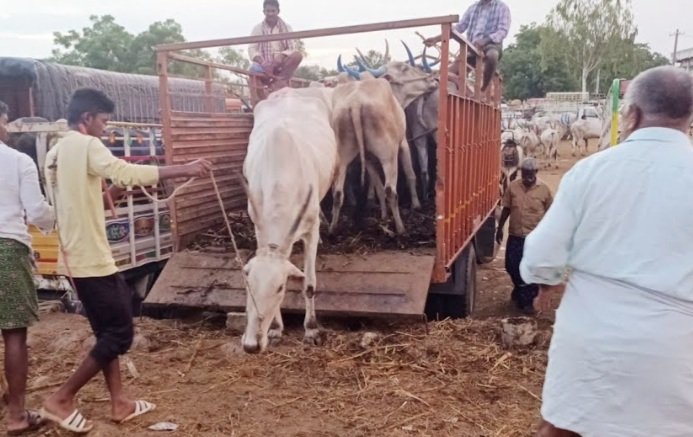 ବେଆଇନ ଗୋ-ଚାଲାଣ ବେଳେ ବଡ଼ ଦୁର୍ଘଟଣା, ୩ ବଳଦ ମୃତ